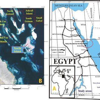 (PDF) Distribution and Diversity of Living Natural Resources from the Most Northern Red Sea ...