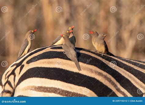 Red Billed Oxpeckers on the Back of a Zebra Stock Photo - Image of side ...