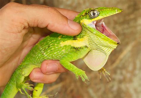 Knight Anoles Eat Fruit and Pass Viable Seeds – Anole Annals