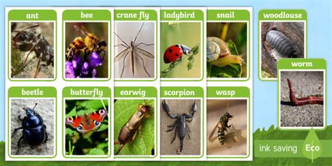 FREE! - Minibeasts Photo Flashcards (Teacher-Made)