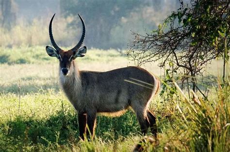 Trip to Lake Manyara National Park: Safari Tours - Altezza Travel