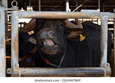 Close Italian Mediterranean Buffalo Breed Highly Stock Photo 2265467841 ...