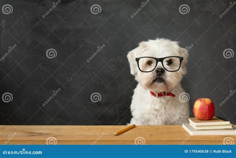 Dog at school stock photo. Image of animal, quirky, chalkboard - 179540638