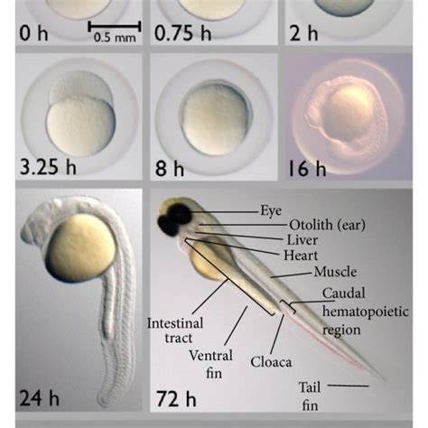 (a) An adult zebrafish. (b) Embryonic development of zebrafish is ...