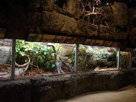 Reptile Exhibit in Sweden Terrarium Reptile, Aquarium Terrarium, Aquascape Aquarium, Terrarium ...