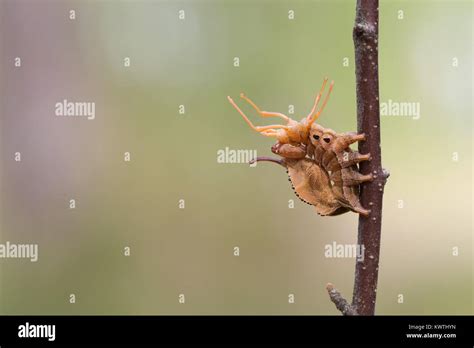 Lobster moth caterpillar Stock Photo - Alamy