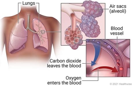 The lungs | Cigna