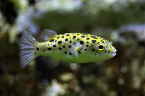 🌿Perfect Pals: Green Spotted Puffer Tank Mates 🐡 | Fish Lab