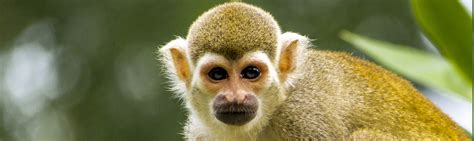 Squirrel Monkey Facts | Peruvian Amazon Wildlife Guide