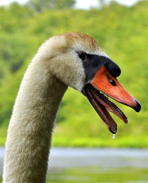 This is a picture of an angry swan. From far away they look very ...