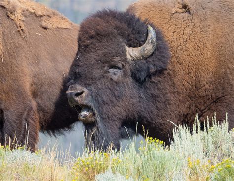 Scenes from the Yellowstone Bison Rut - A Yellowstone Life