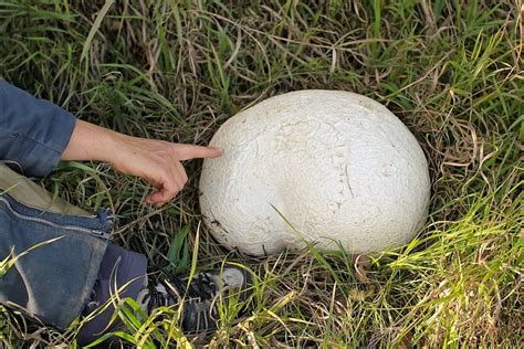 Where To Find Giant Puffball Mushrooms - All Mushroom Info