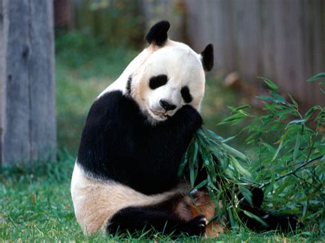 Imagenes Animales En Alta Definicion: Imagen Oso Panda Comiendo 650