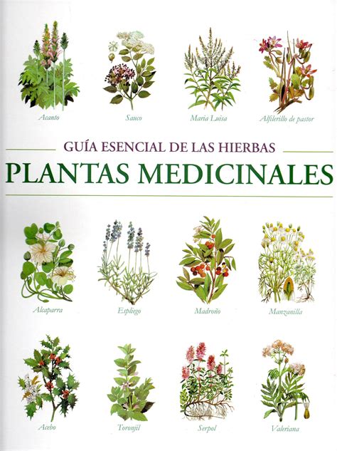 LAS MEJORES PLANTAS MEDICINALES DEL MUNDO: ENCUENTRE LA MEJOR VARIEDAD ...