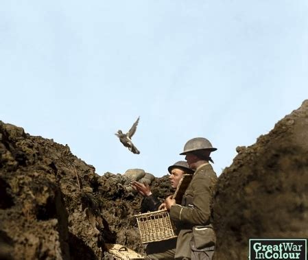 US ARMY CARRIER PIGEONS IN WW1,WW1 CARRIER PIGEON ARTICLE,AMERICAN FOREIGN LEGION CARRIER PIGEON ...