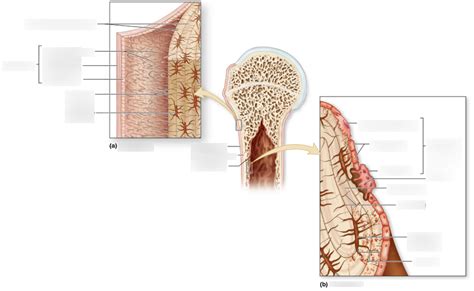 Periosteum & Endosteum Diagram | Quizlet