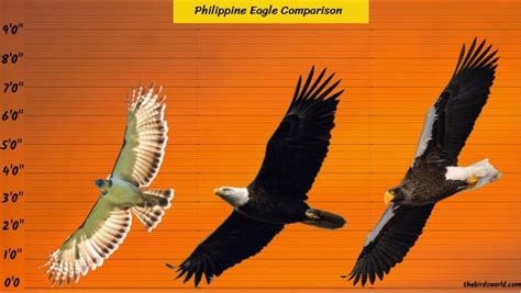 Philippine Eagle Size: How Big Are They Compared To Others?