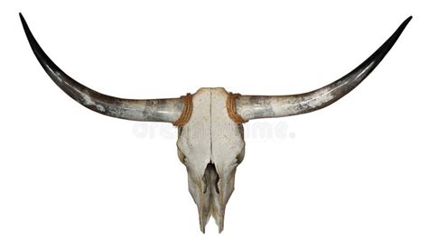 Longhorn Skull stock photo. Image of animal, head, skull - 20658850