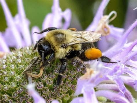 Common Eastern Bumble Bee – Bumble Bees of Wisconsin – UW–Madison