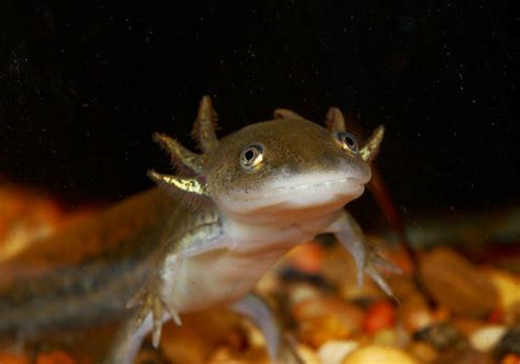 Ambystoma tigrinum larvae | Peyton Hale | Flickr