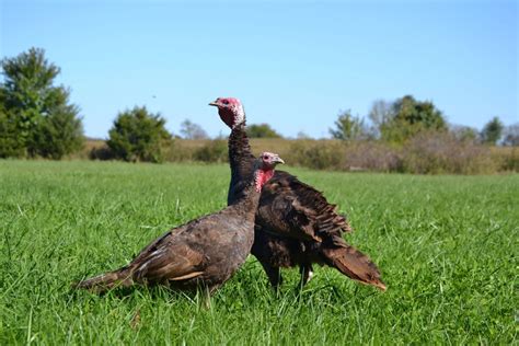 Breed Spotlight: Raising Heritage Turkeys - Meyer Hatchery Blog