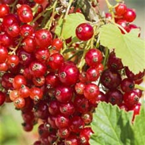 Pruning of the Blackcurrant and Currant bushes