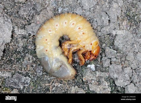 Chafer beetle larvae hi-res stock photography and images - Alamy