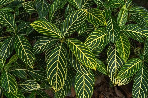 Premium Photo | Sanchezia speciosa leonardgreen leaves pattern with yellow stripes for ...