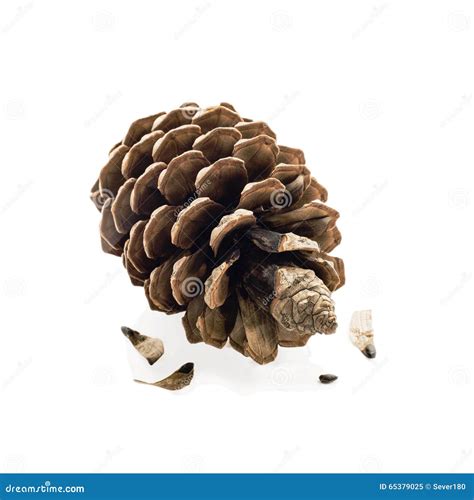 Pine Cone and Seeds Isolated Stock Image - Image of decoration, cedar ...