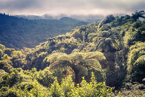 579 New Zealand Forestry Stock Photos - Free & Royalty-Free Stock ...