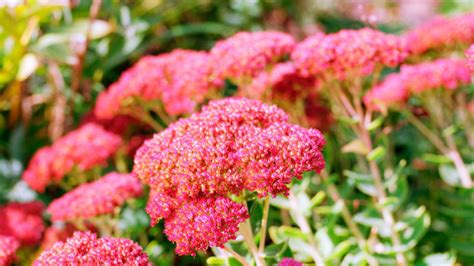 Easy-Care Sedum Plants - Sunset Magazine