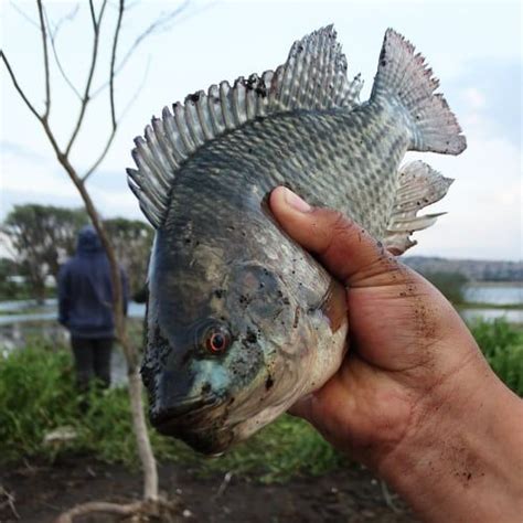 Nile tilapia | Fish farming, Tilapia, Tilapia farming