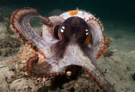 Ta da! Octopus tetricus show off #marineexplorer | Octopus, Creation ...