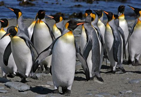 King Penguins May Extinct Due To Climate Change - Health Thoroughfare