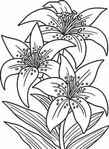 Download lilies flower coloring Page For Adults Free – Artofit sketch template