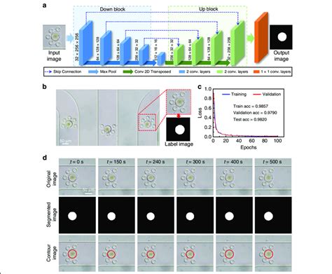 Neural network architecture and image processing performance. a Neural... | Download Scientific ...