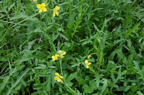 How and When to Harvest Arugula | Gardener's Path