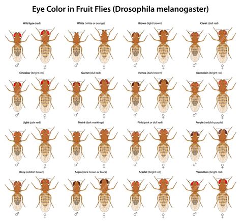 Premium Vector | Eye color in fruit flies drosophila melanogaster