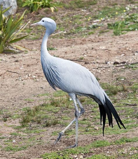 Blue Crane | World birds, South african birds, Sea birds