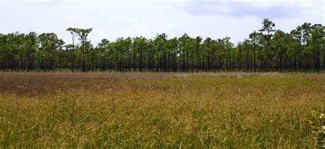 Field Notes and Photos: Babcock-Webb Wildlife Management Area: Flatwoods & Wetlands