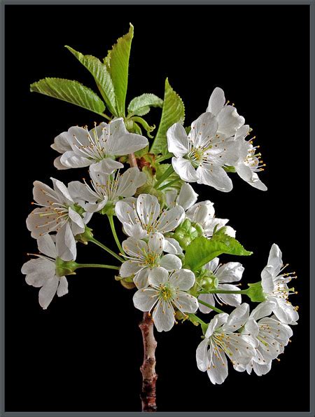 A close-up view of wild cherry blossoms.