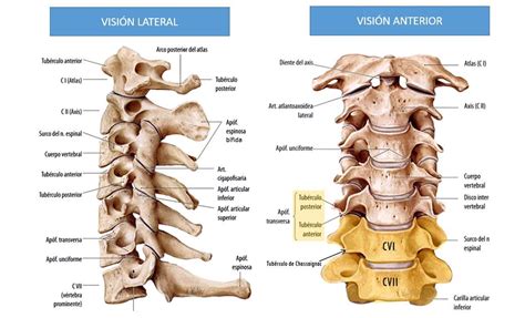 Anatomía de la columna cervical | Dolopedia | Anatomía, Anatomía del ...