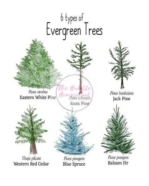 Nature Printable Evergreen Trees-charlotte Mason Homeschool-instant Download Charlotte Mason ...