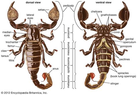 Anatomy of a scorpion | Illustrated by Thomas John Spanos fo… | Flickr