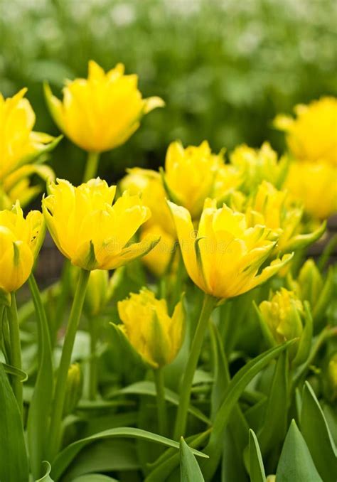 Beautiful yellow tulips stock photo. Image of postcard - 40071448