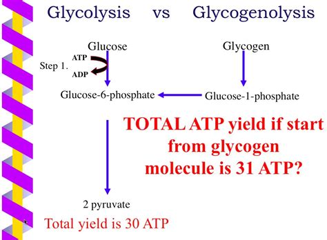 how many atp produced in glycolysis