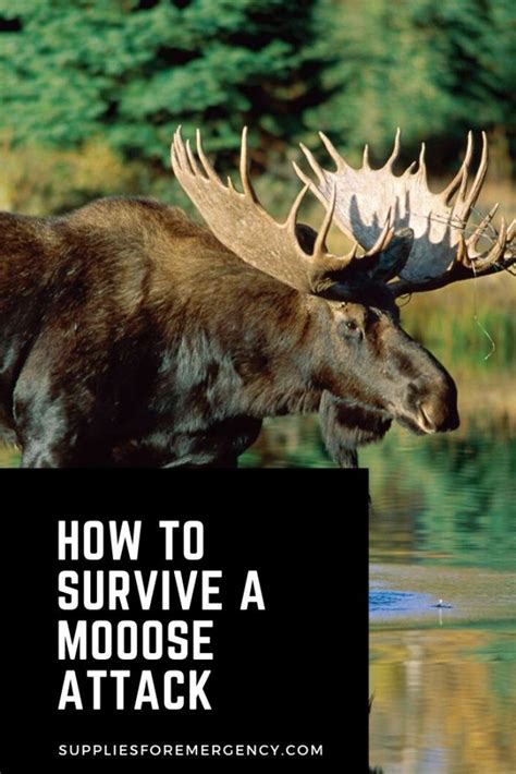 Moose Attack: How to Survive It | Tips for Avoiding Moose Attacks