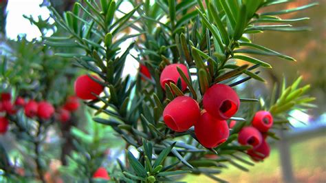 Celtic Meaning: Yew Tree Symbolism in the Ogham on Whats-Your-Sign