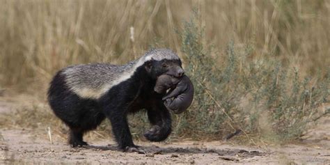 The Honey Badger - Africa’s Most Ferocious Predator? – SafariBookings