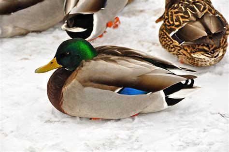 Just Ducky Photograph by Catherine Renzini - Fine Art America